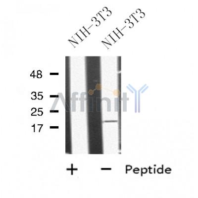 DF9621 at 1/100 staining Mouse testis tissue by IHC-P. The sample was formaldehyde fixed and a heat mediated antigen retrieval step in citrate buffer was performed. The sample was then blocked and incubated with the antibody for 1.5 hours at 22¡ãC. An HRP conjugated goat anti-rabbit antibody was used as the secondary