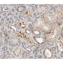 AF0196 at 1/100 staining human kidney tissue sections by IHC-P. The tissue was formaldehyde fixed and a heat mediated antigen retrieval step in citrate buffer was performed. The tissue was then blocked and incubated with the antibody for 1.5 hours at 22¡ãC. An HRP conjugated goat anti-rabbit antibody was used as the secondary