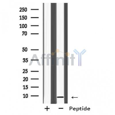 Western blot analysis of MRPL33 using COS7 whole cell lysates