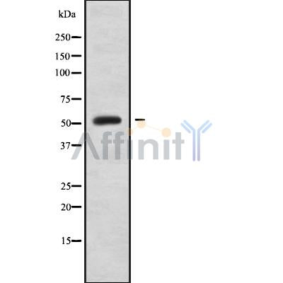 Western blot analysis of MOT2 using COS7 whole cell lysates