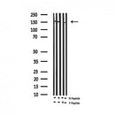 AF3129 staining NIH-3T3 by IF/ICC. The sample were fixed with PFA and permeabilized in 0.1% Triton X-100,then blocked in 10% serum for 45 minutes at 25¡ãC. The primary antibody was diluted at 1/200 and incubated with the sample for 1 hour at 37¡ãC. An  Alexa Fluor 594 conjugated goat anti-rabbit IgG (H+L) Ab, diluted at 1/600, was used as the secondary antibod