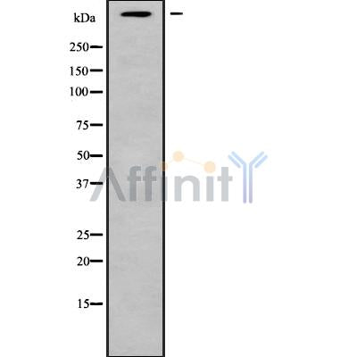 Western blot analysis of MUC5A using Jurkat whole cell lysates