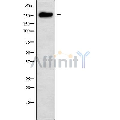 Western blot analysis of MUC6 using COLO205 whole cell lysates