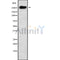 Western blot analysis of MUC6 using COLO205 whole cell lysates