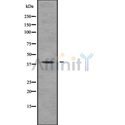 Western blot analysis of MUC7 using K562 whole cell lysates