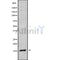 Western blot analysis of MAL using COLO205 whole cell lysates