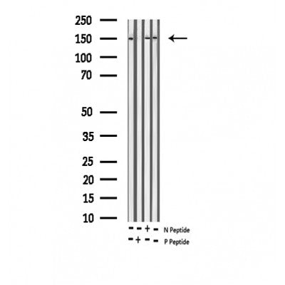 AF3130 staining NIH-3T3 by IF/ICC. The sample were fixed with PFA and permeabilized in 0.1% Triton X-100,then blocked in 10% serum for 45 minutes at 25¡ãC. The primary antibody was diluted at 1/200 and incubated with the sample for 1 hour at 37¡ãC. An  Alexa Fluor 594 conjugated goat anti-rabbit IgG (H+L) Ab, diluted at 1/600, was used as the secondary antibod