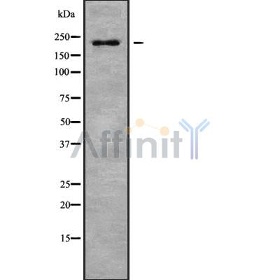 Western blot analysis of MYH8 using HepG2 whole cell lysates