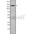 Western blot analysis of extracts from mouse spleen, using MYO16 Antibody.