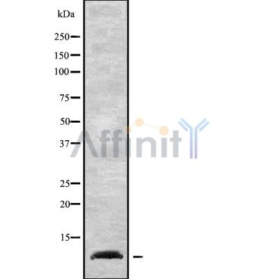 Western blot analysis NDUFA1 using K562 whole cell lysates