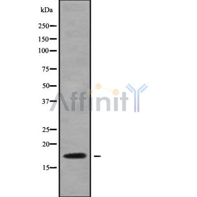 Western blot analysis NDUFA6 using RAW264.7 whole cell lysates