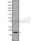 Western blot analysis NDUFA6 using RAW264.7 whole cell lysates