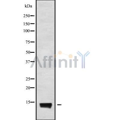 Western blot analysis NDUFA7 using K562 whole cell lysates