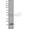 DF9665 at 1/100 staining Mouse kidney tissue by IHC-P. The sample was formaldehyde fixed and a heat mediated antigen retrieval step in citrate buffer was performed. The sample was then blocked and incubated with the antibody for 1.5 hours at 22¡ãC. An HRP conjugated goat anti-rabbit antibody was used as the secondary