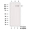 Phospho-PDGFR beta (Tyr740) Antibody for IHC in human testis 