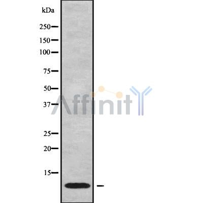 Western blot analysis of extracts from mouse spleen, using NDUFC1 Antibody.