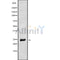 Western blot analysis NDUFS8 using LOVO whole cell lysates