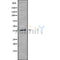 DF9674 at 1/100 staining Mouse kidney tissue by IHC-P. The sample was formaldehyde fixed and a heat mediated antigen retrieval step in citrate buffer was performed. The sample was then blocked and incubated with the antibody for 1.5 hours at 22¡ãC. An HRP conjugated goat anti-rabbit antibody was used as the secondary
