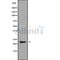 Western blot analysis NRSN2 using K562 whole cell lysates