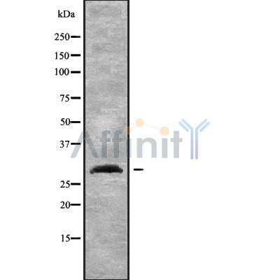 Western blot analysis NXPH2 using K562 whole cell lysates