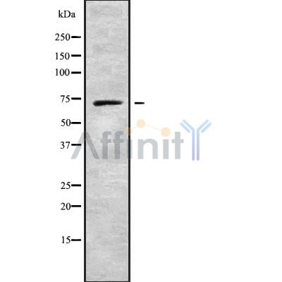 Western blot analysis NBPF3 using HuvEc whole cell lysates