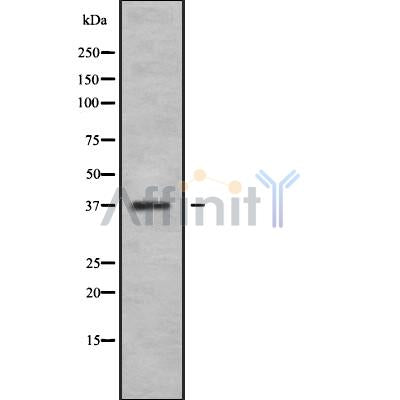 Western blot analysis of extracts from mouse muscle, using NEUROD4 Antibody.