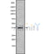 Western blot analysis of extracts from mouse muscle, using NEUROD4 Antibody.