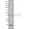 Western blot analysis NMB using Jurkat whole cell lysates
