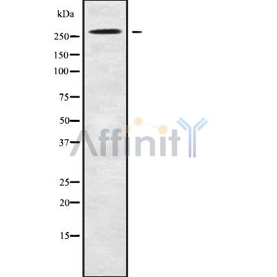 Western blot analysis NAV3 using HepG2 whole cell lysates