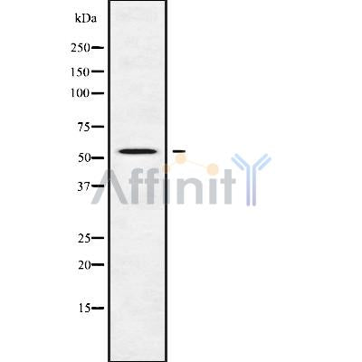 DF9705 staining HepG2 by IF/ICC. The sample were fixed with PFA and permeabilized in 0.1% Triton X-100,then blocked in 10% serum for 45 minutes at 25¡ãC. The primary antibody was diluted at 1/200 and incubated with the sample for 1 hour at 37¡ãC. An  Alexa Fluor 594 conjugated goat anti-rabbit IgG (H+L) Ab, diluted at 1/600, was used as the secondary antibod
