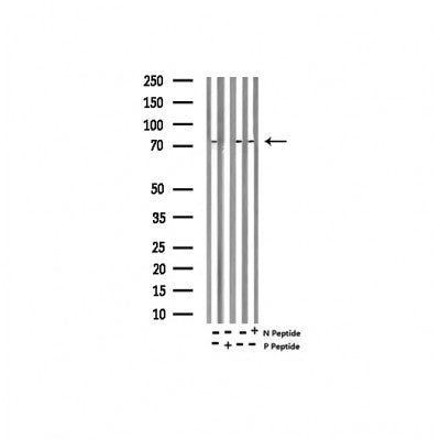 AF3136 staining HeLa cells by IF/ICC. The sample were fixed with PFA and permeabilized in 0.1% Triton X-100,then blocked in 10% serum for 45 minutes at 25¡ãC. The primary antibody was diluted at 1/200 and incubated with the sample for 1 hour at 37¡ãC. An  Alexa Fluor 594 conjugated goat anti-rabbit IgG (H+L) antibody(Cat.