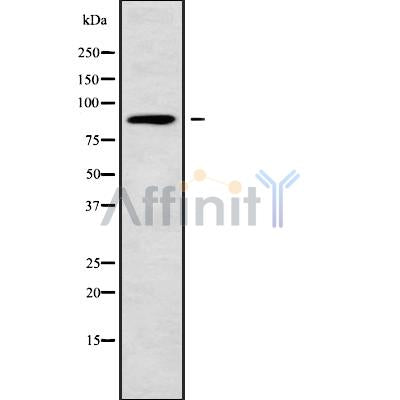 DF9711 at 1/100 staining Mouse liver tissue by IHC-P. The sample was formaldehyde fixed and a heat mediated antigen retrieval step in citrate buffer was performed. The sample was then blocked and incubated with the antibody for 1.5 hours at 22¡ãC. An HRP conjugated goat anti-rabbit antibody was used as the secondary