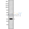 Western blot analysis of extracts from mouse brain, using NOL12 Antibody.