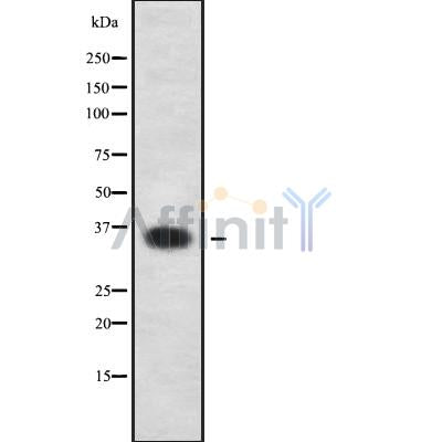 Western blot analysis of extracts from rat brain, using OR6N1 Antibody.