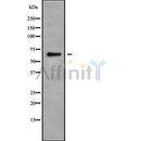 Western blot analysis SLC22A4 using NIH-3T3 whole cell lysates