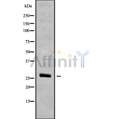 Western blot analysis of extracts from mouse brain, using OAZ3 Antibody.