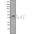 Western blot analysis of P2RX1 using K562 whole cell lysates