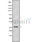 DF9729 at 1/100 staining Rat heart tissue by IHC-P. The sample was formaldehyde fixed and a heat mediated antigen retrieval step in citrate buffer was performed. The sample was then blocked and incubated with the antibody for 1.5 hours at 22¡ãC. An HRP conjugated goat anti-rabbit antibody was used as the secondary