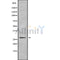 Western blot analysis of extracts from mouse liver, using PEX11A Antibody.