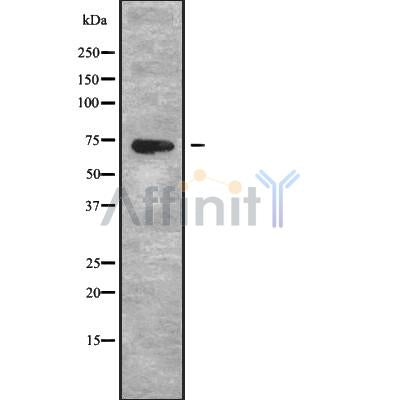 DF9736 staining Hela by IF/ICC. The sample were fixed with PFA and permeabilized in 0.1% Triton X-100,then blocked in 10% serum for 45 minutes at 25¡ãC. The primary antibody was diluted at 1/200 and incubated with the sample for 1 hour at 37¡ãC. An  Alexa Fluor 594 conjugated goat anti-rabbit IgG (H+L) Ab, diluted at 1/600, was used as the secondary antibod