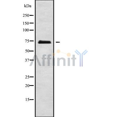 DF9737 staining Hela cells by IF/ICC. The sample were fixed with PFA and permeabilized in 0.1% Triton X-100,then blocked in 10% serum for 45 minutes at 25¡ãC. The primary antibody was diluted at 1/200 and incubated with the sample for 1 hour at 37¡ãC. An  Alexa Fluor 594 conjugated goat anti-rabbit IgG (H+L) antibody(Cat.