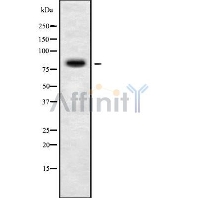 Western blot analysis of extracts from HepG2, using PIGQ Antibody.