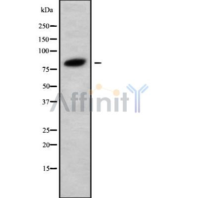Western blot analysis of PIK3R6 using HuvEc whole cell lysates