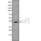 Western blot analysis of PLSCR1 using HuvEc whole cell lysates