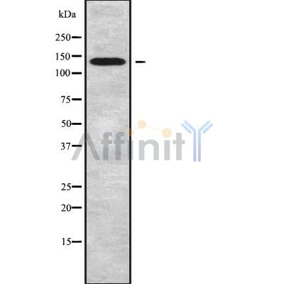 Western blot analysis of ATP2B2 using COLO205 whole cell lysates