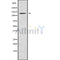 Western blot analysis of ATP2B1/2/3 using HeLa whole cell lysates