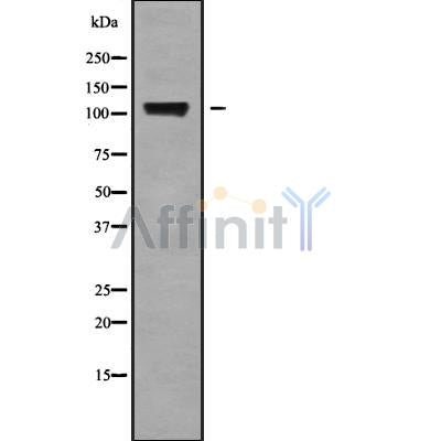 Western blot analysis of KCNH6 using COLO205 whole cell lysates