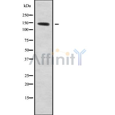 Western blot analysis of KCNH7 using HeLa whole cell lysates