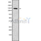 Western blot analysis of KCNH7 using HeLa whole cell lysates
