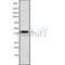Western blot analysis of PBX4 using HT29 whole cell lysates